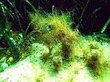 1 - Talli epifiti su Cystoseira montagnei